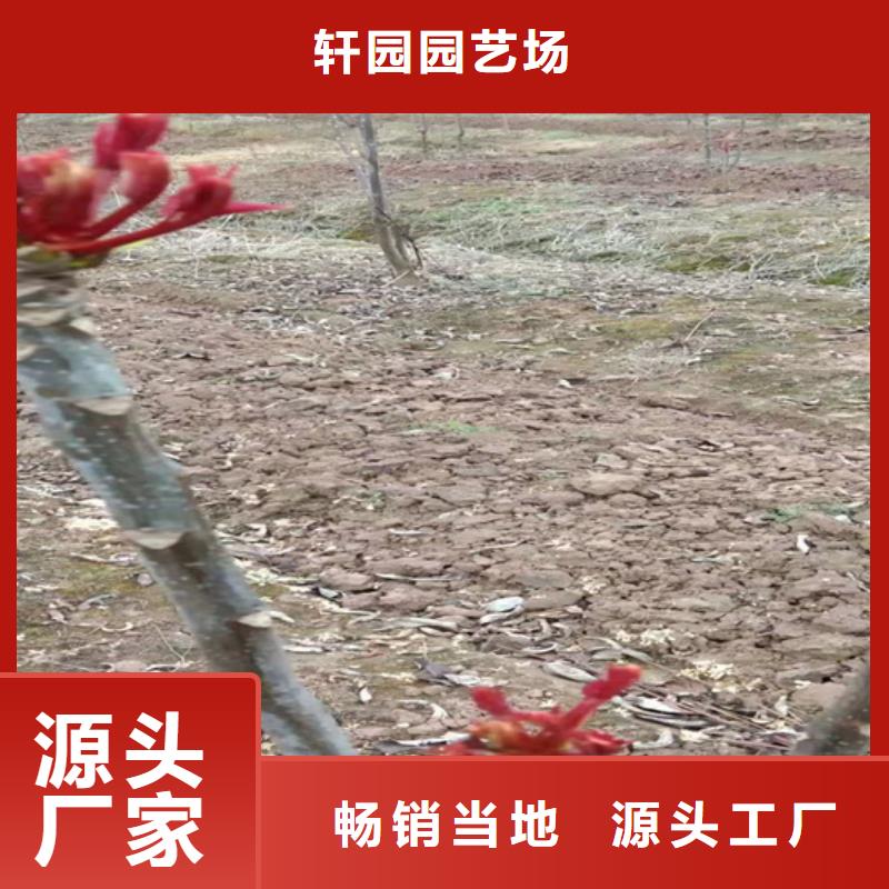 香椿石榴树产地批发