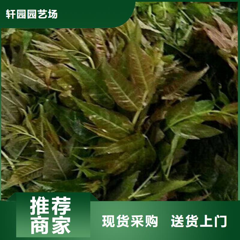 香椿_苹果苗支持批发零售