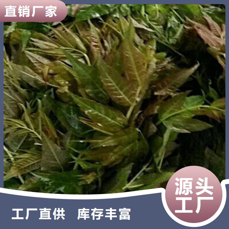 香椿-梨树苗质量优价格低