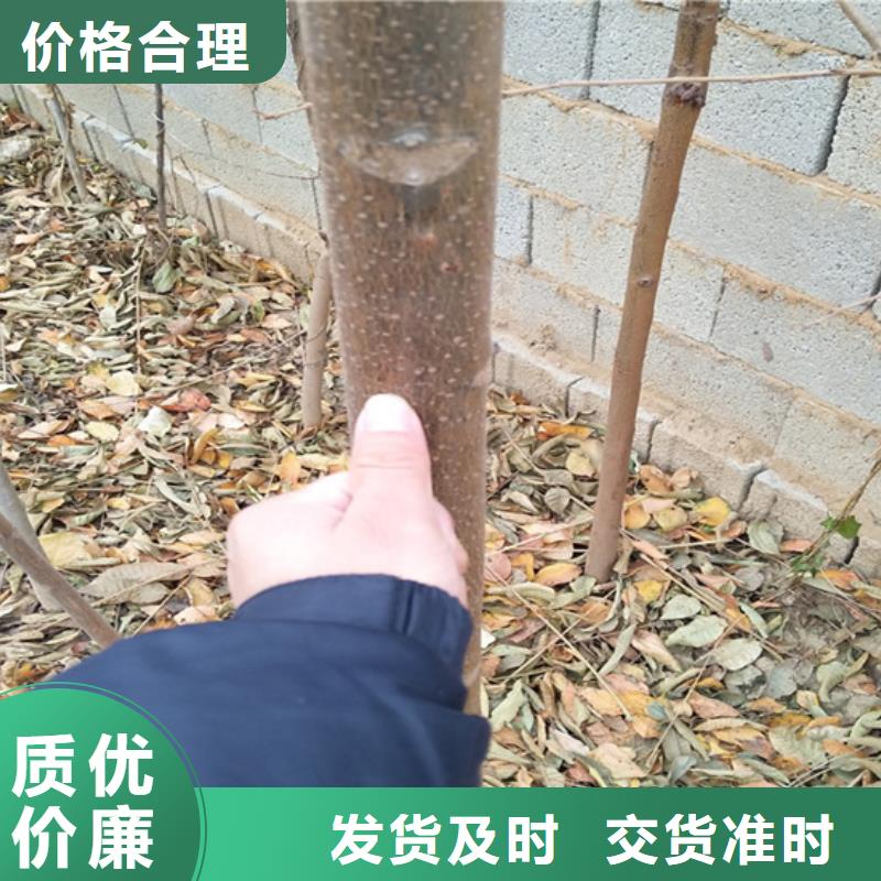 香椿,桃树苗选择我们选择放心