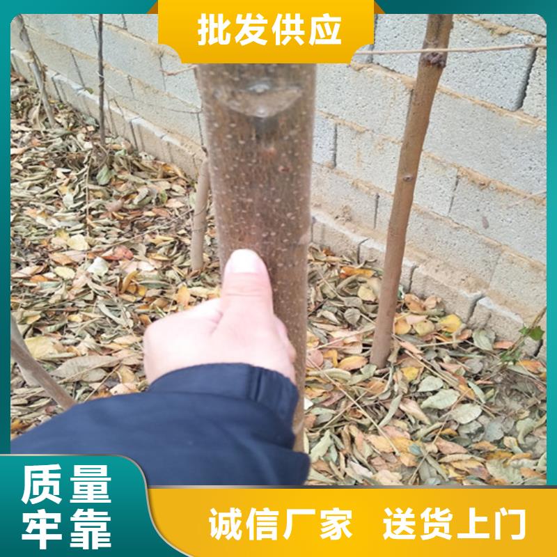 香椿,【石榴树】质检合格出厂