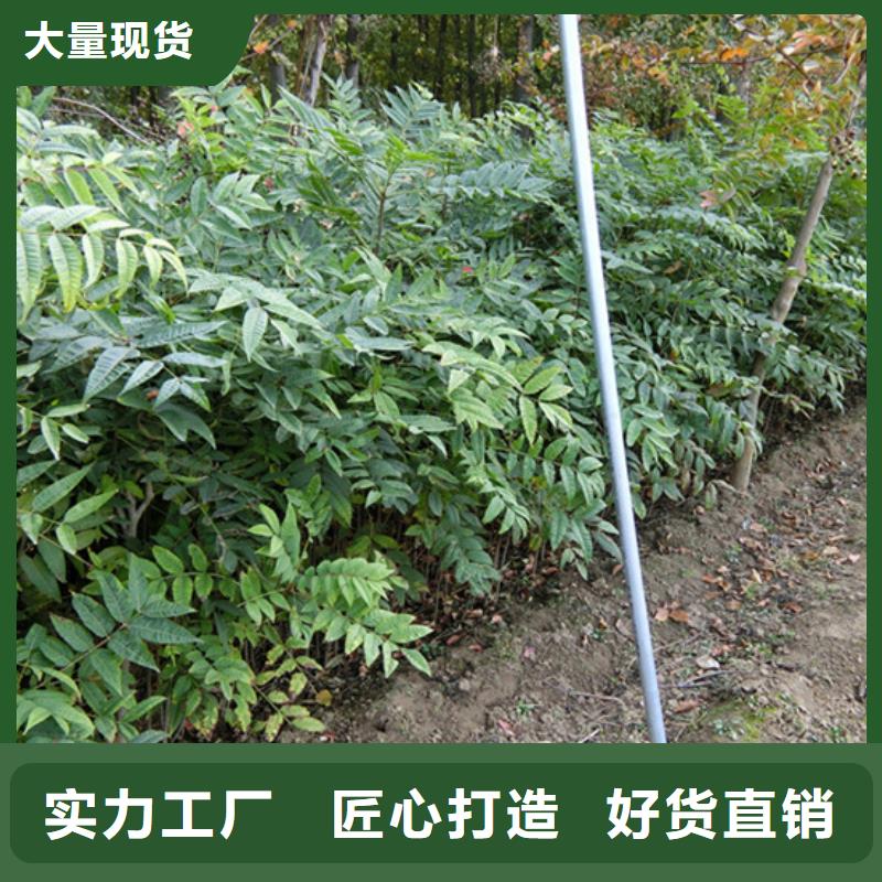 香椿【苹果苗】我们更专业