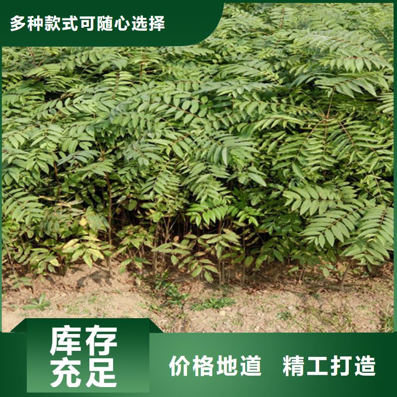 香椿无花果苗用心做产品