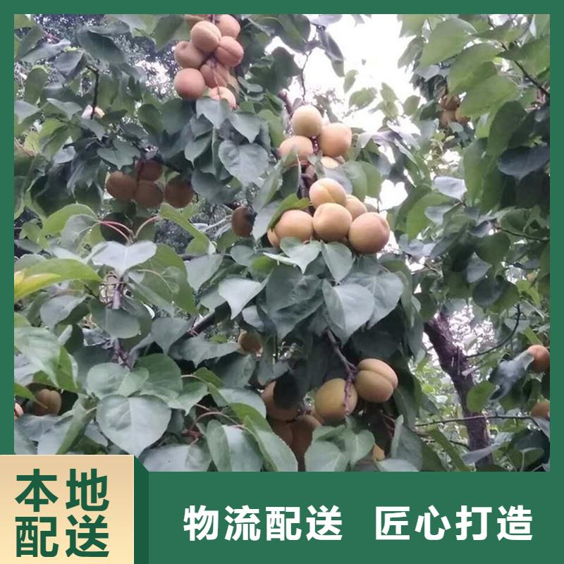 杏_樱桃苗支持定制贴心售后