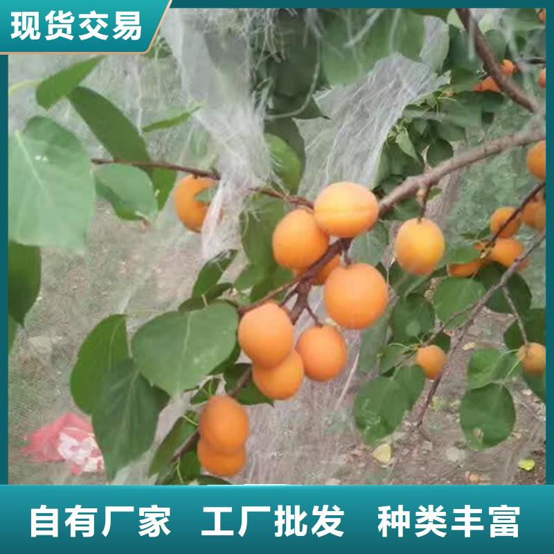 杏,樱桃苗价格低