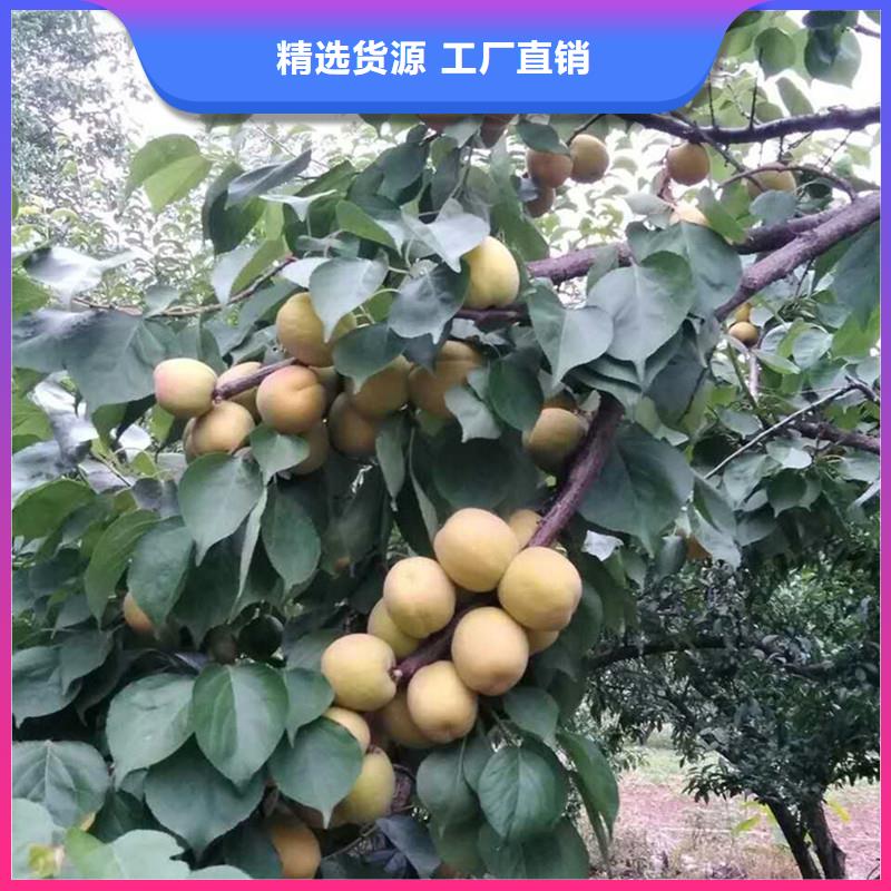 杏,樱桃苗价格低