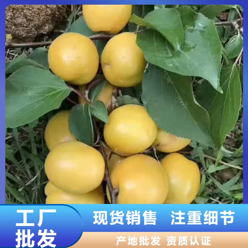 杏梨树苗工艺精细质保长久