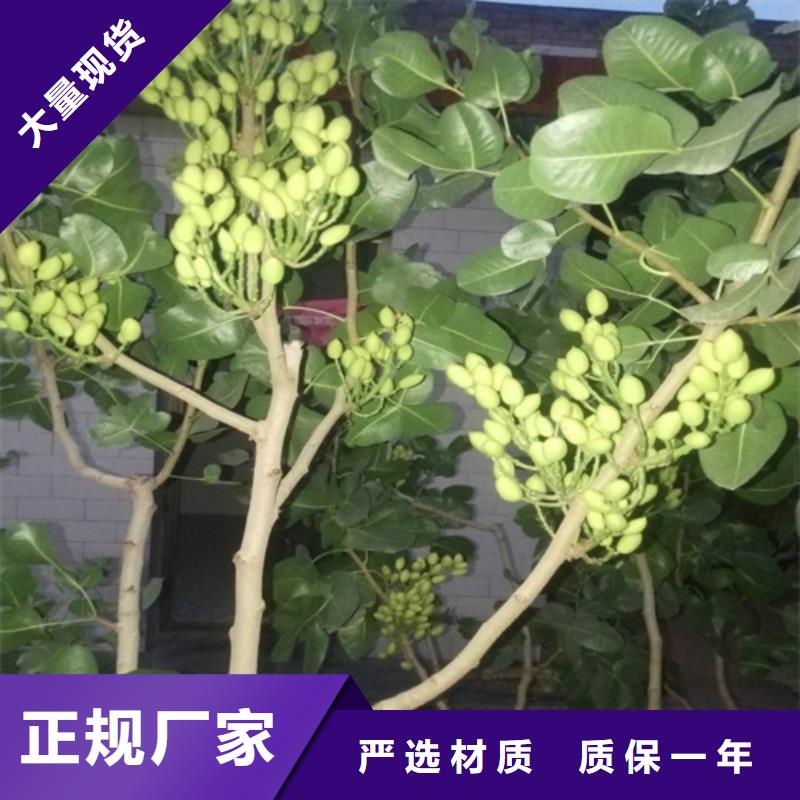 开心果【桃树苗】放心得选择