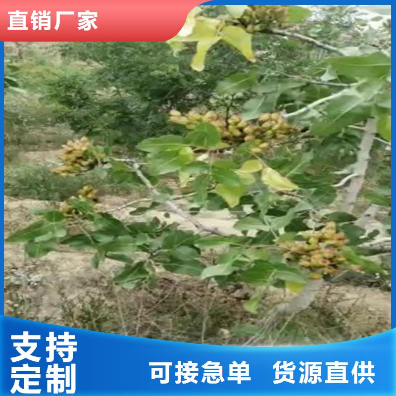 开心果玛瑙红石榴苗大库存无缺货危机