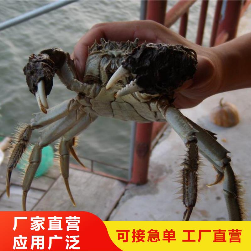 《庆阳》品质鲜活特大螃蟹价格行情
