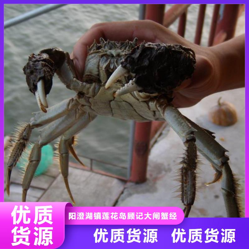 专业生产N年(顾记)实力雄厚的阳澄湖大螃蟹生产厂家