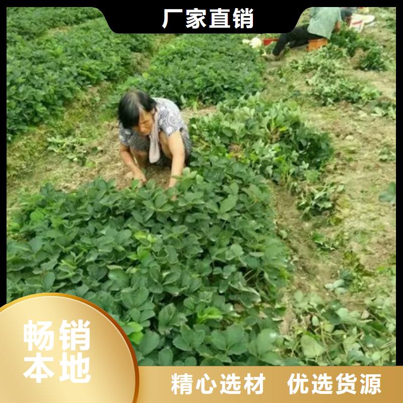 草莓苗果树苗价格公道合理