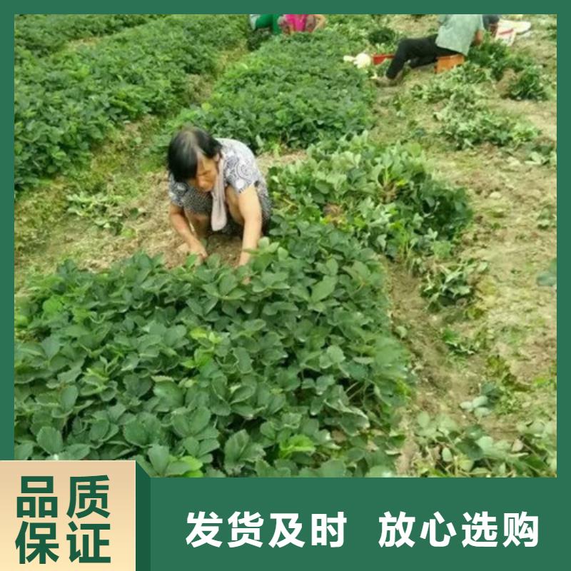 草莓苗_草莓苗价格选择大厂家省事省心