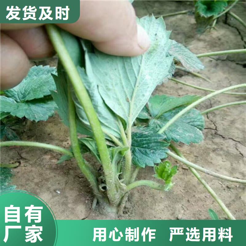 草莓苗,梨树苗基地实力公司