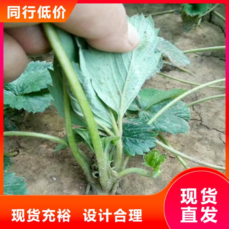 草莓苗-【樱桃苗】工程施工案例