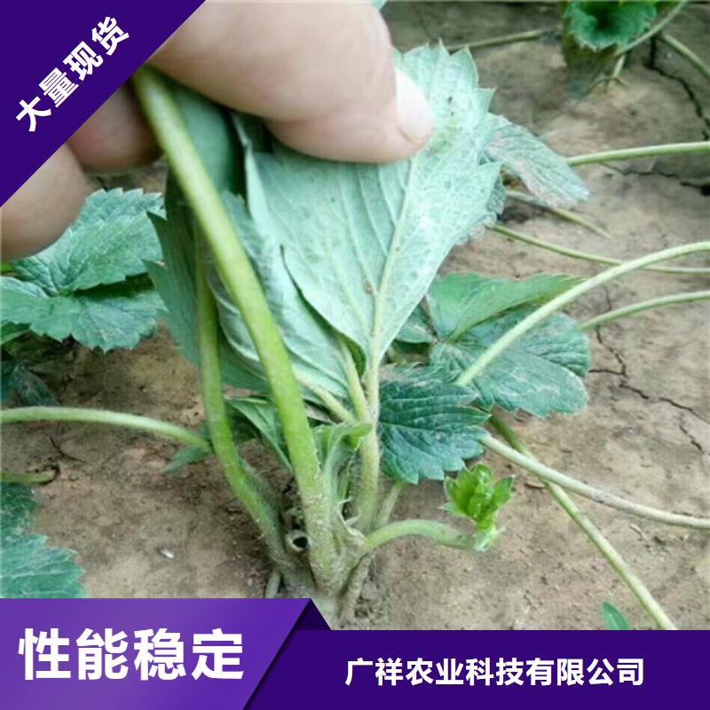 【草莓苗】红富士苹果树苗根据要求定制