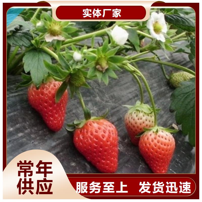 草莓苗【莫妮卡西梅树苗】品质值得信赖