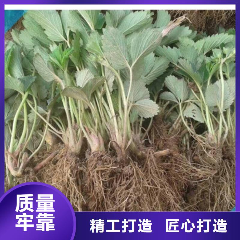 草莓苗【草莓苗价格】对质量负责