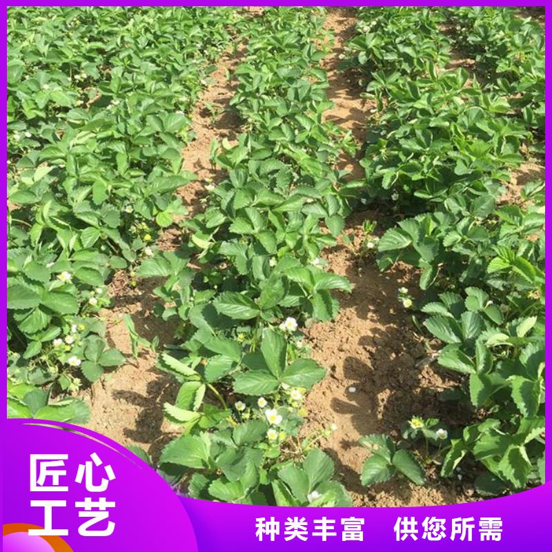 草莓苗果树苗批发基地精心打造