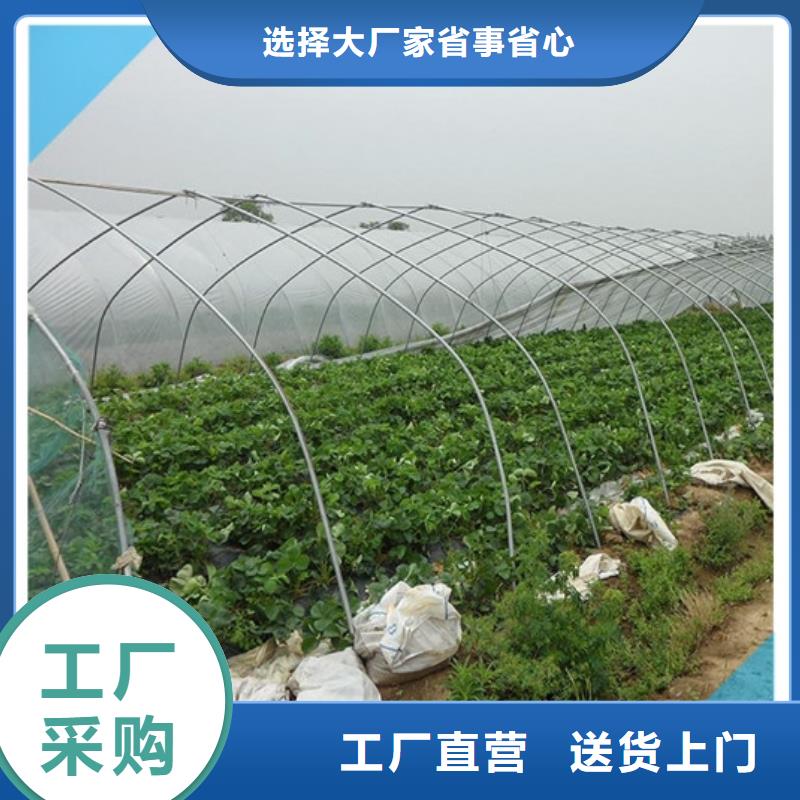 草莓苗_【甜柿子树苗】实体诚信厂家