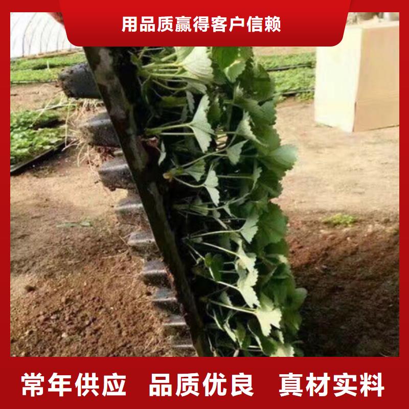 草莓苗无花果树苗产地直供