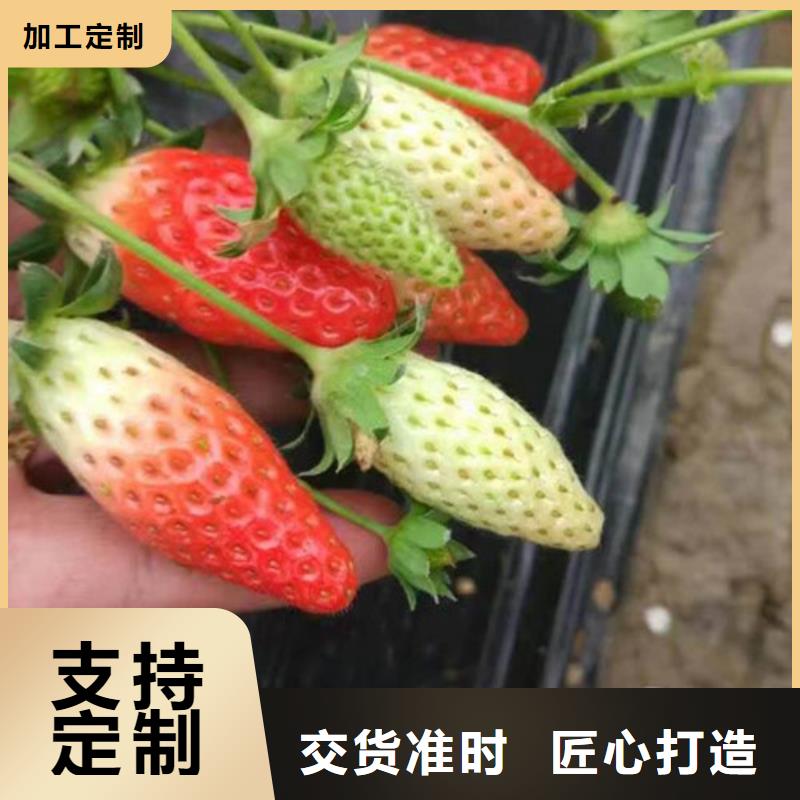 【草莓苗】果树苗源头采购