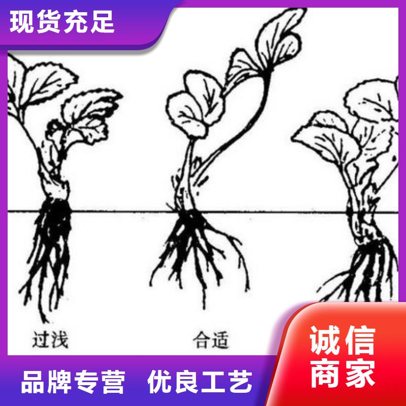 草莓苗_果树苗多年实力厂家