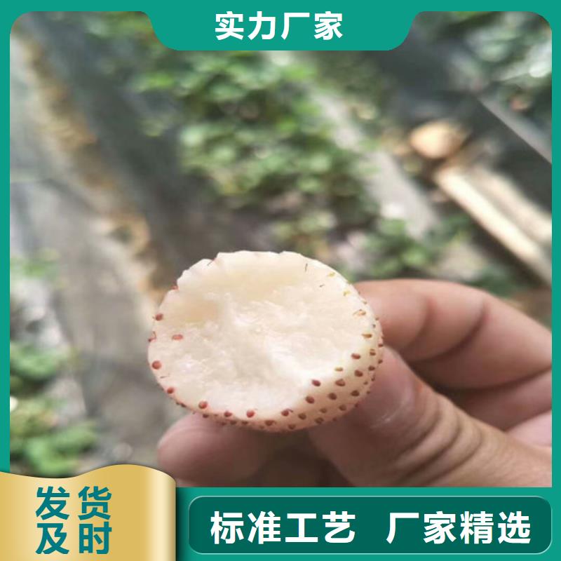 草莓苗【果树苗批发基地】生产加工