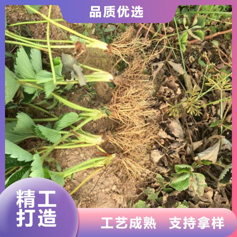 宁玉草莓苗哪里好