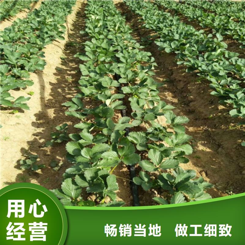 【草莓苗】梨树苗基地价格有优势