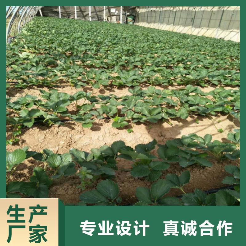 【草莓苗红颜草莓一站式采购方便省心】