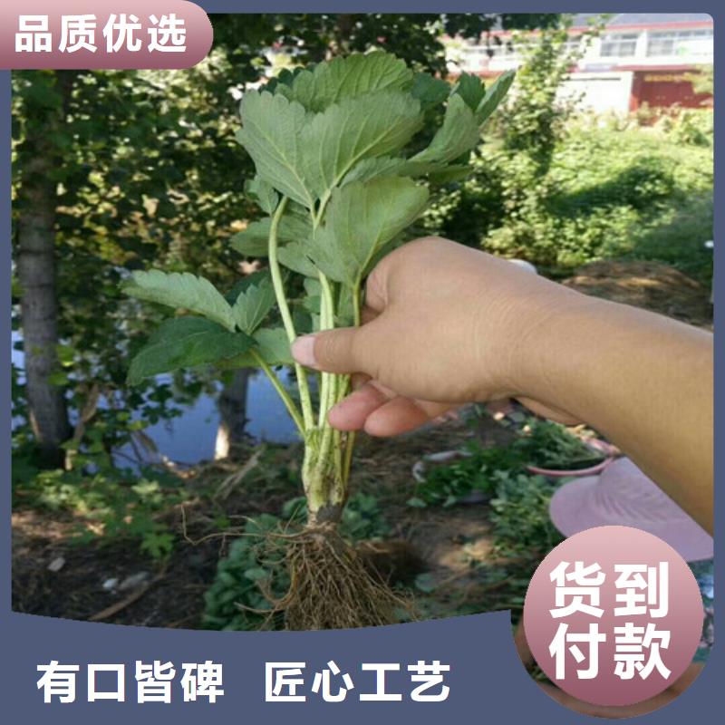 草莓苗梨树苗基地直销厂家