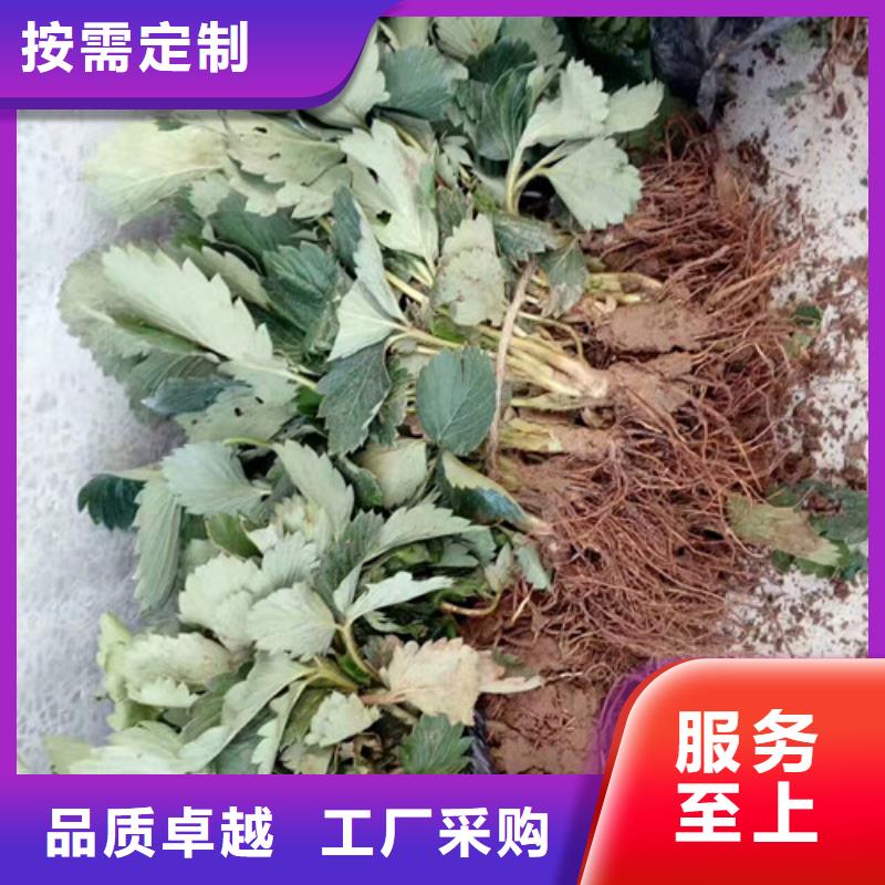 草莓苗甜柿子树苗质量安全可靠