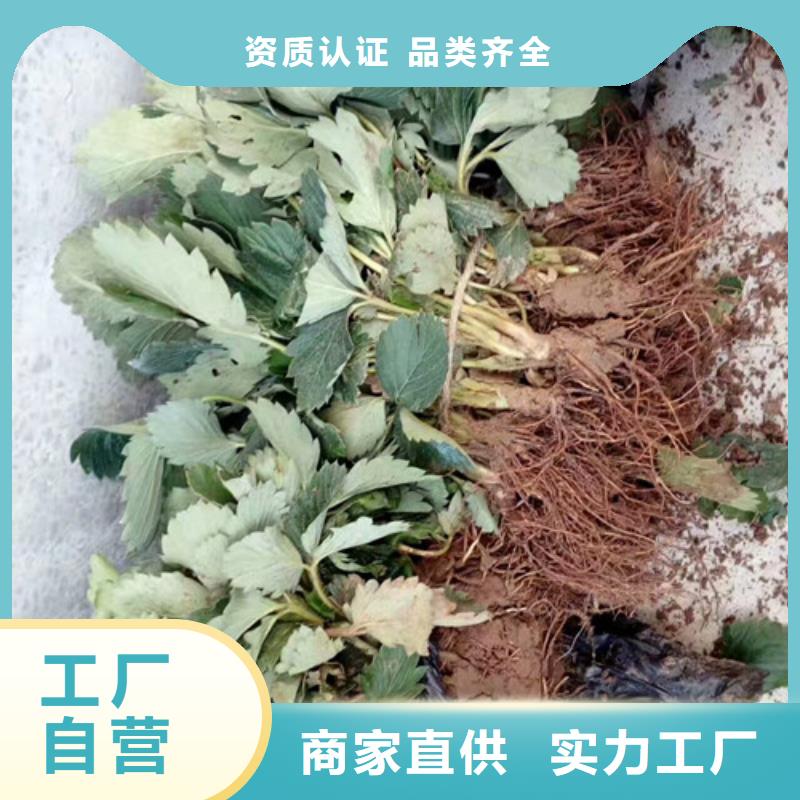 白雪公主草莓苗育苗厂家