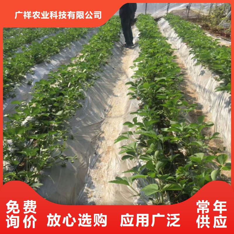 草莓苗 【果树苗批发基地】多种款式可随心选择