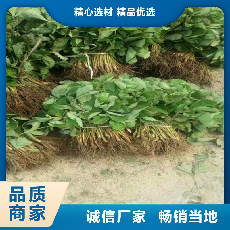 【草莓苗】红富士苹果树苗根据要求定制