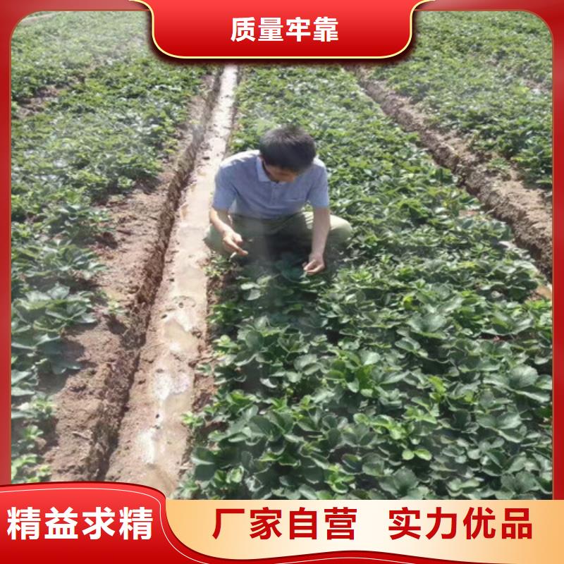 草莓苗-蟠枣树苗源头厂商