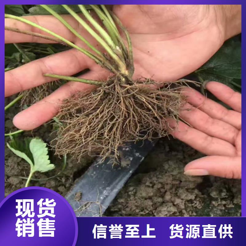 草莓苗【胭脂脆桃树苗】实体厂家