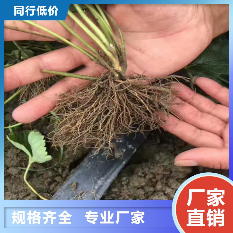 【草莓苗】梨树苗基地价格有优势