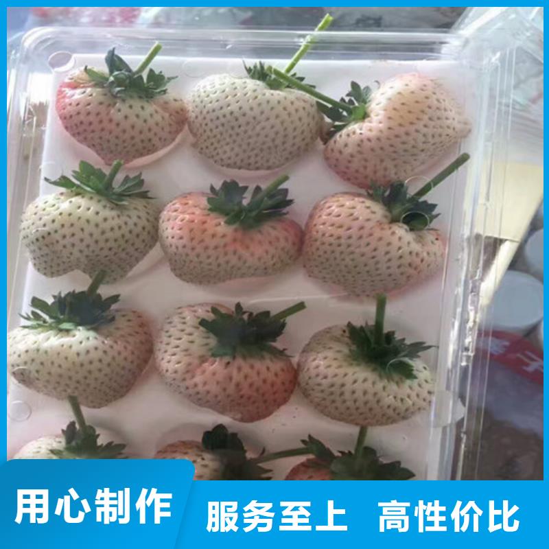 草莓苗_梨树苗一致好评产品