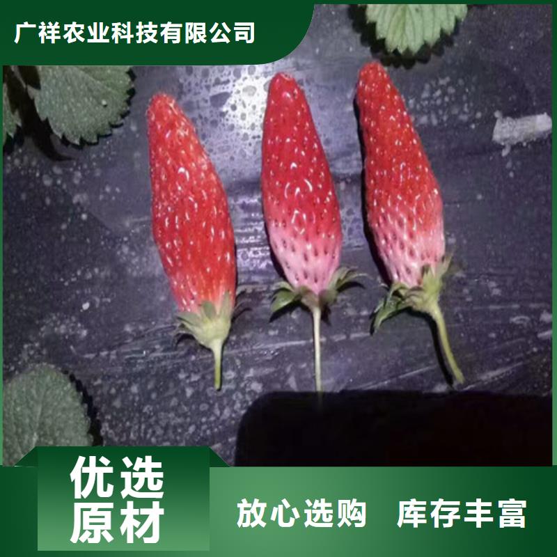 草莓苗【草莓苗价格】对质量负责