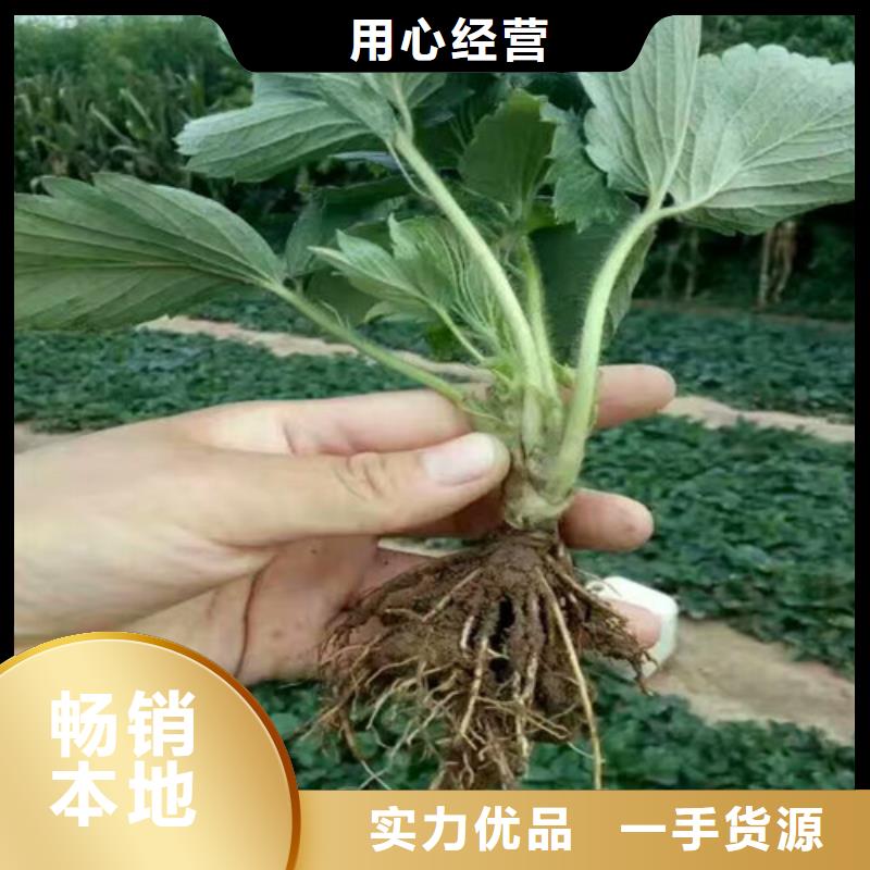 【草莓苗大棚草莓苗颜色尺寸款式定制】