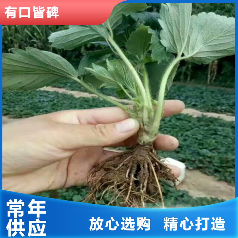 草莓苗【红颜草莓】品质优选