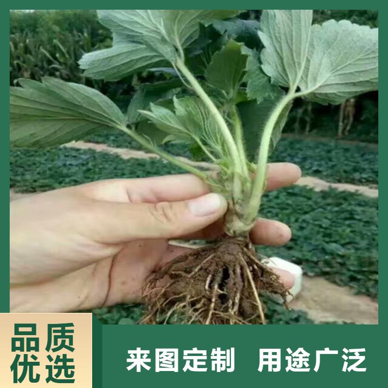 草莓苗,梨树苗高性价比