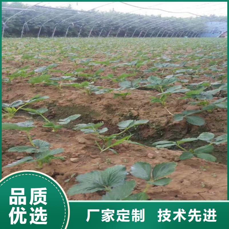 草莓苗,【红肉西梅】多种规格供您选择