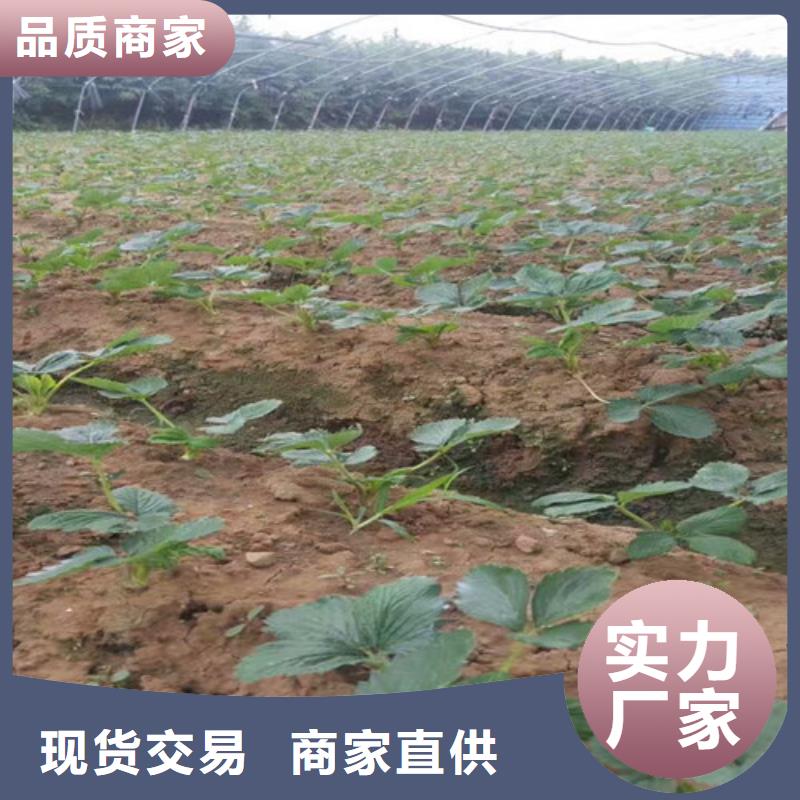 草莓苗果树苗批发基地产地直供