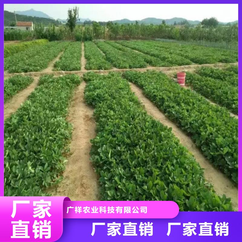 【草莓苗蓝宝石葡萄树苗厂家直销售后完善】