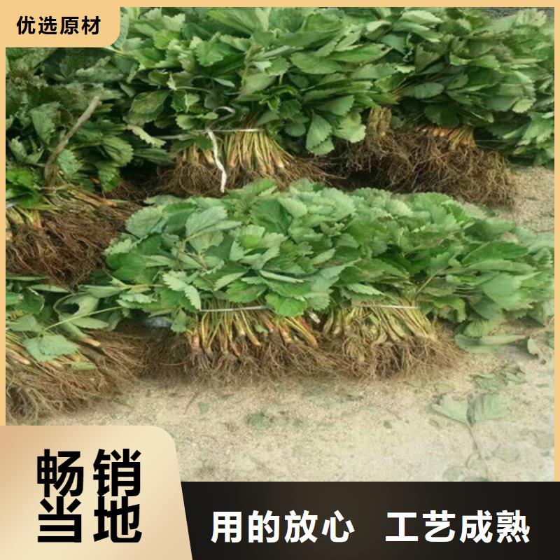 草莓苗果树苗批发基地精心打造