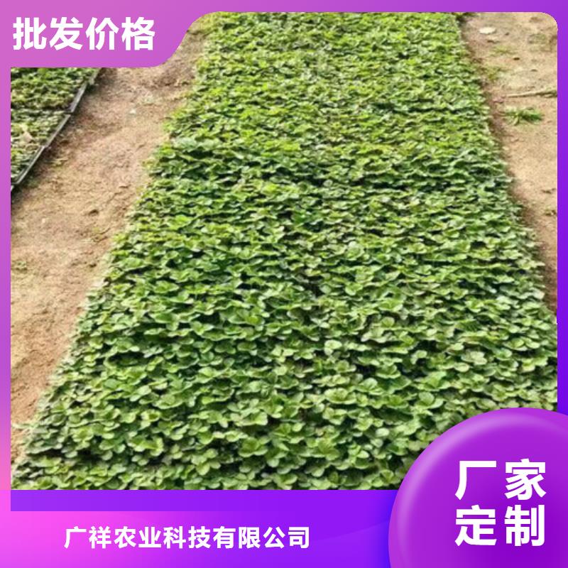 【草莓苗大棚草莓苗颜色尺寸款式定制】