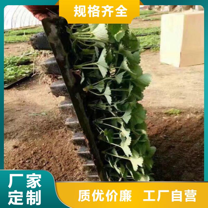 【草莓苗大棚草莓苗颜色尺寸款式定制】